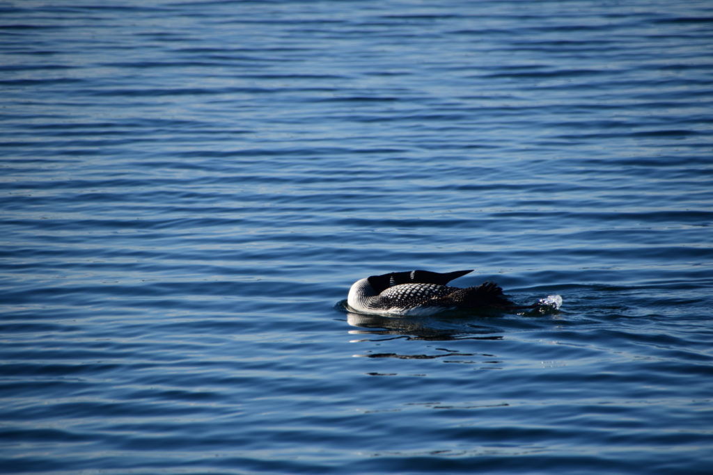 Loon Pic 3