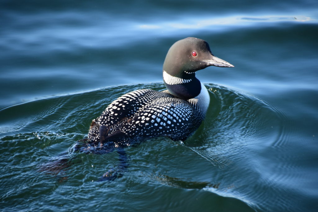 Loon Pic 2