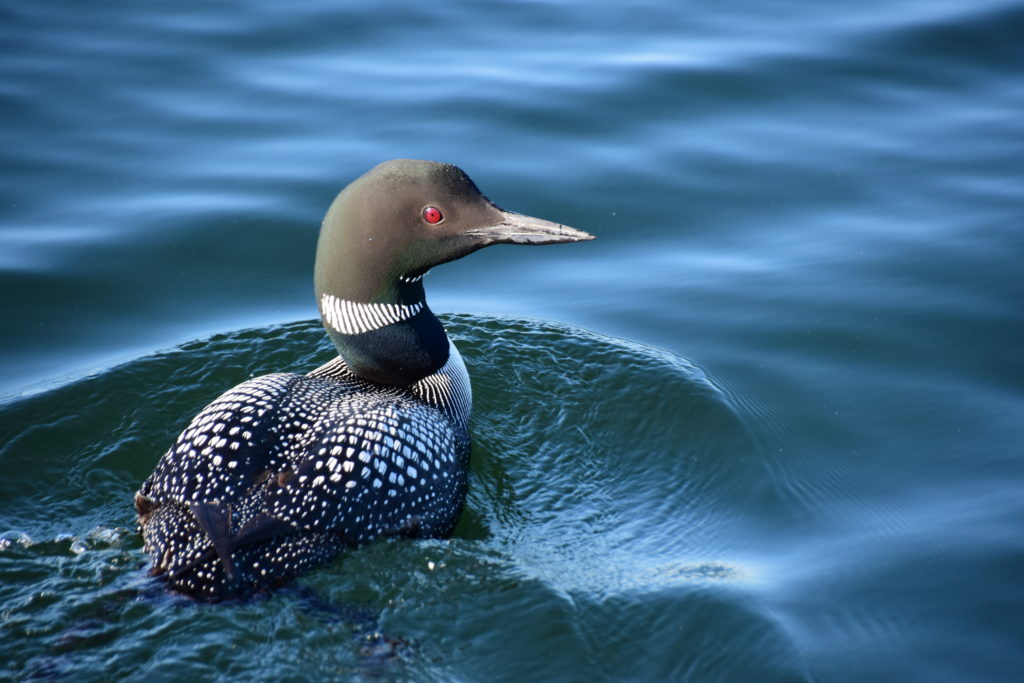 Loon Pic 1