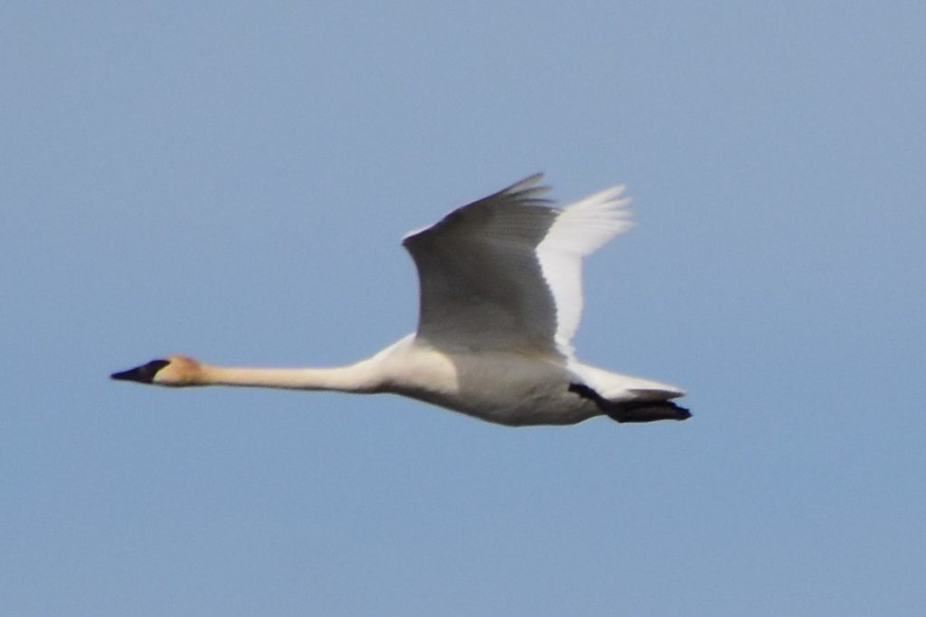 Swan Flying