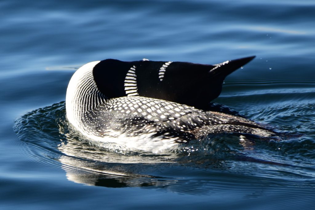 Loon Pic 6