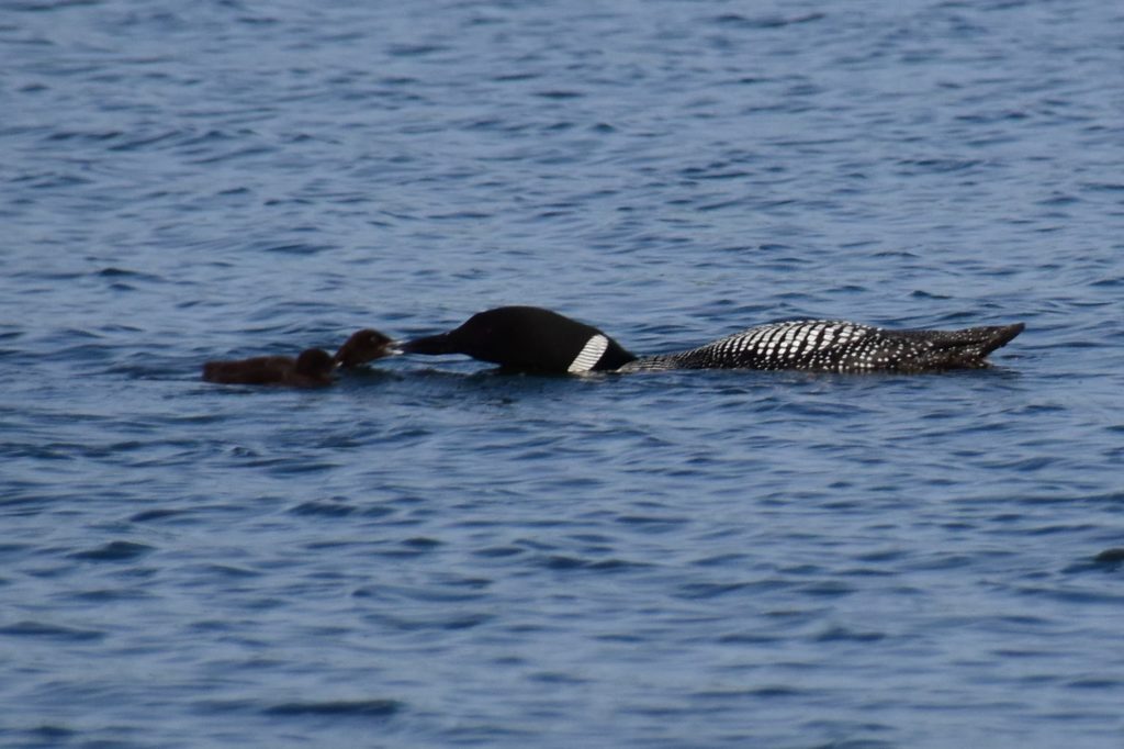 Loon Pic 8