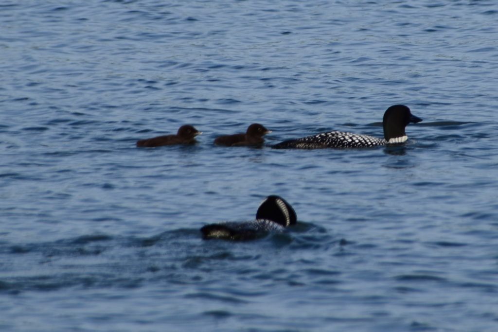 Loon Pic 7